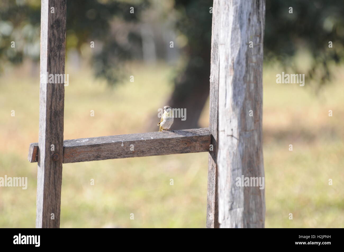 Eine schöne weibliche Safran Fink Vogel allein stehend. Canario da terra Stockfoto