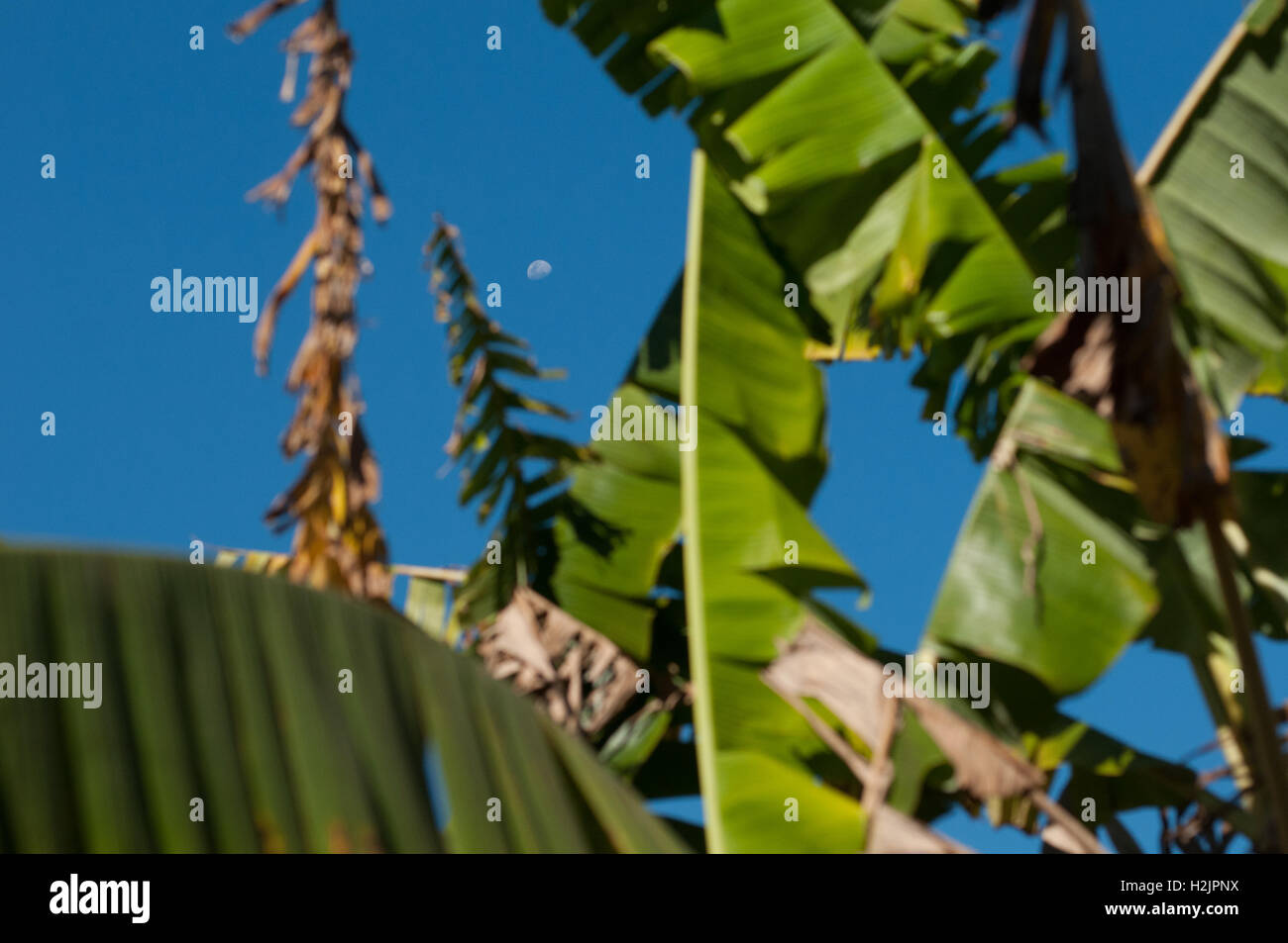 Im Laufe Des Tages Englisch Mond im Laufe des Tages durch einige Bananenbäume Stockfotografie - Alamy