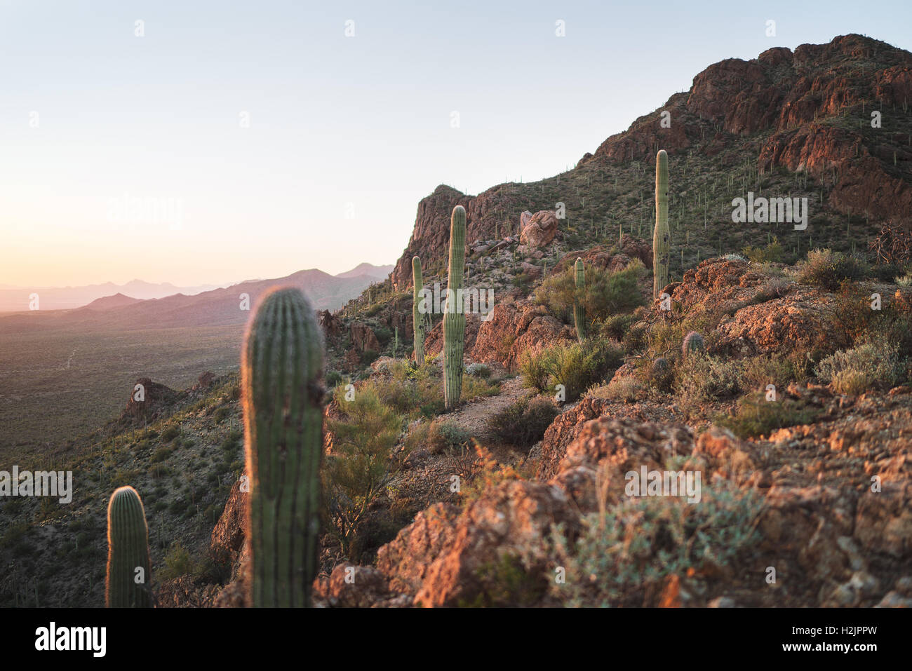 Abendlicht leuchtet über der Wüste von Arizona Saguaro National Park Stockfoto