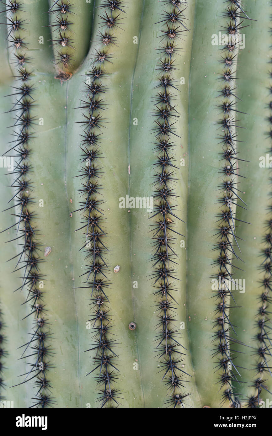 Eine Nahaufnahme des Saguaro-Kaktus in der Nähe von Tucson, Arizona Stockfoto