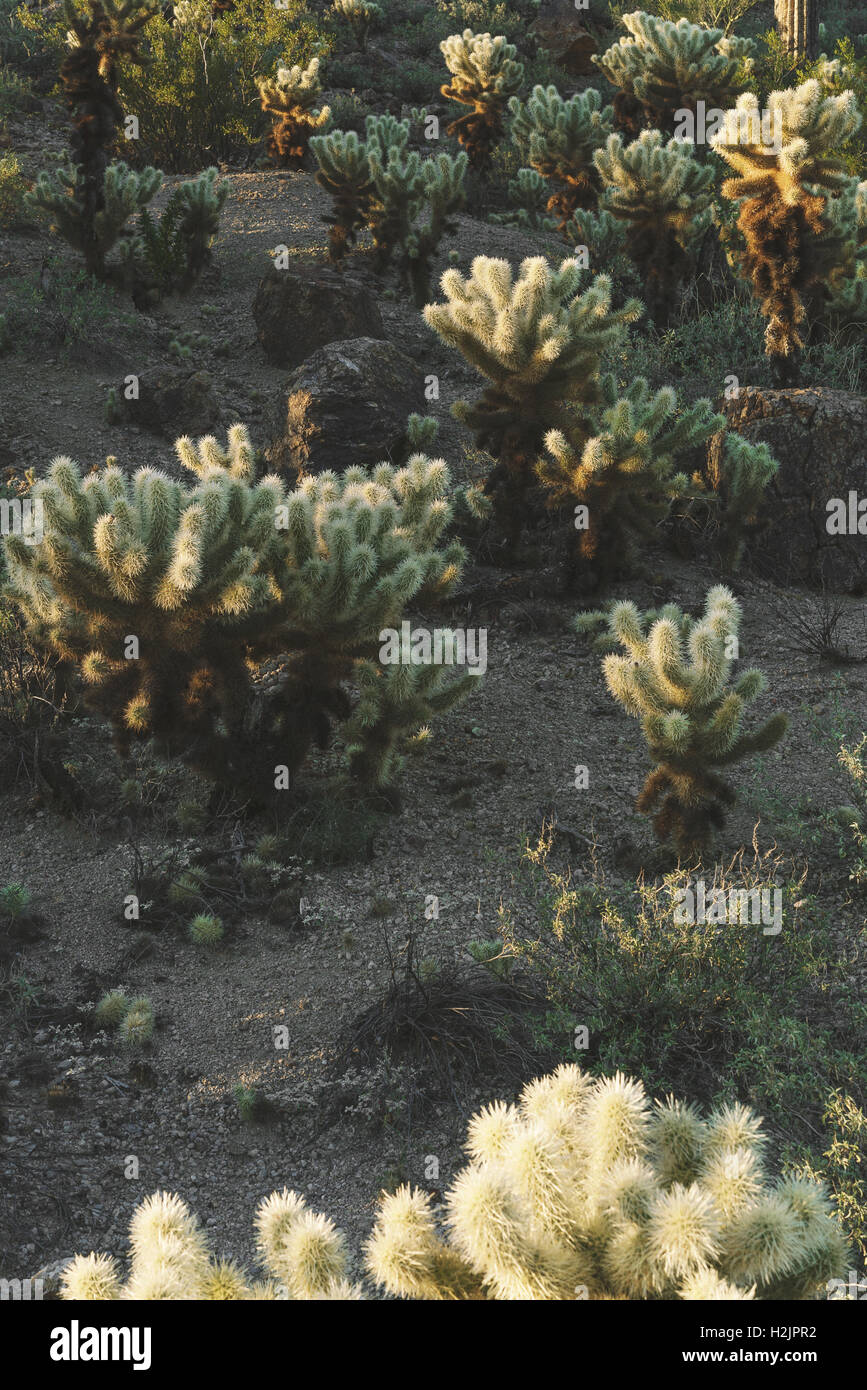 Kaktus Sträucher im Saguaro National Park in der Nähe von Tucson, Arizona Stockfoto