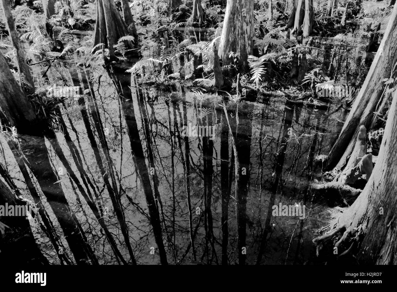 Ein Cypress Swamp in Zentral-Florida. Stockfoto