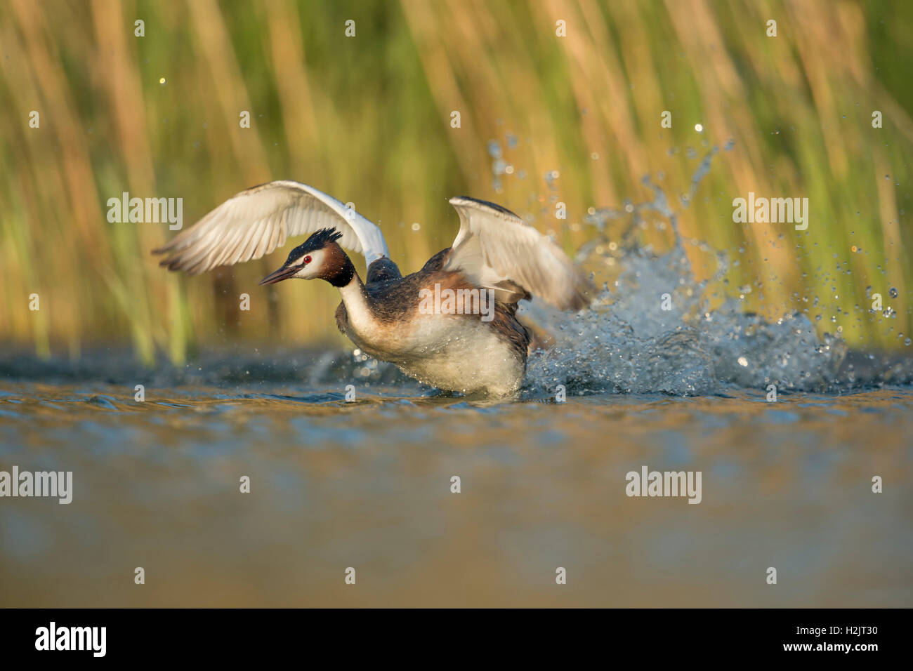 Haubentaucher / Haubentaucher (Podiceps Cristatus) ausziehen aus eine Wasserfläche, einen Rivalen zu jagen. Stockfoto