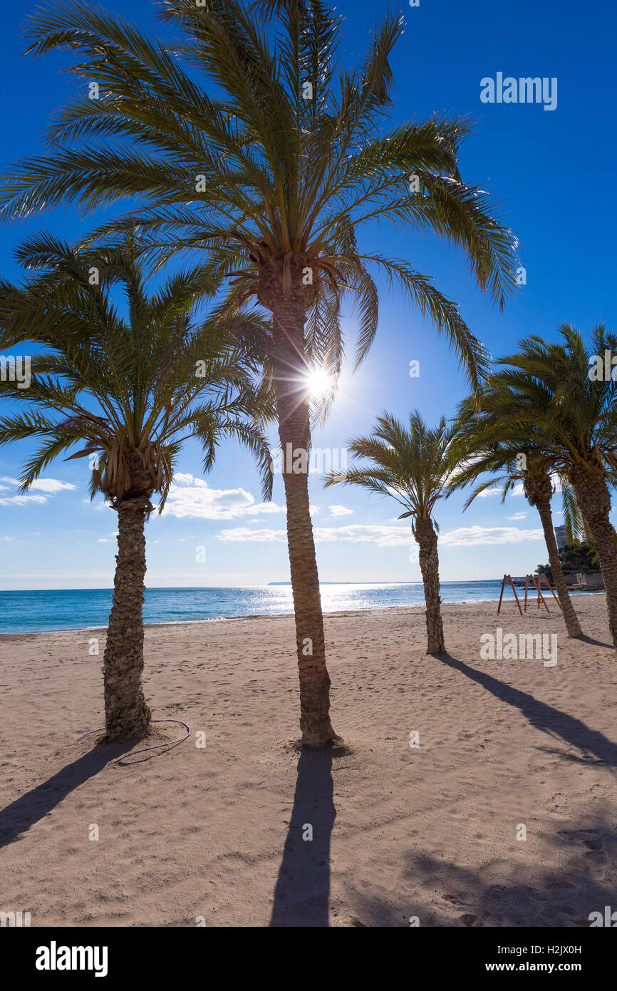 Alicante San Juan Strand von La Albufereta mit Palmen Stockfoto