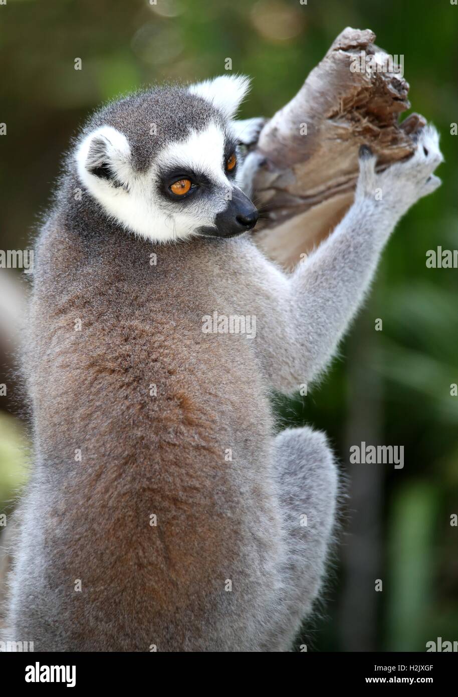 Lemur Primas Stockfoto