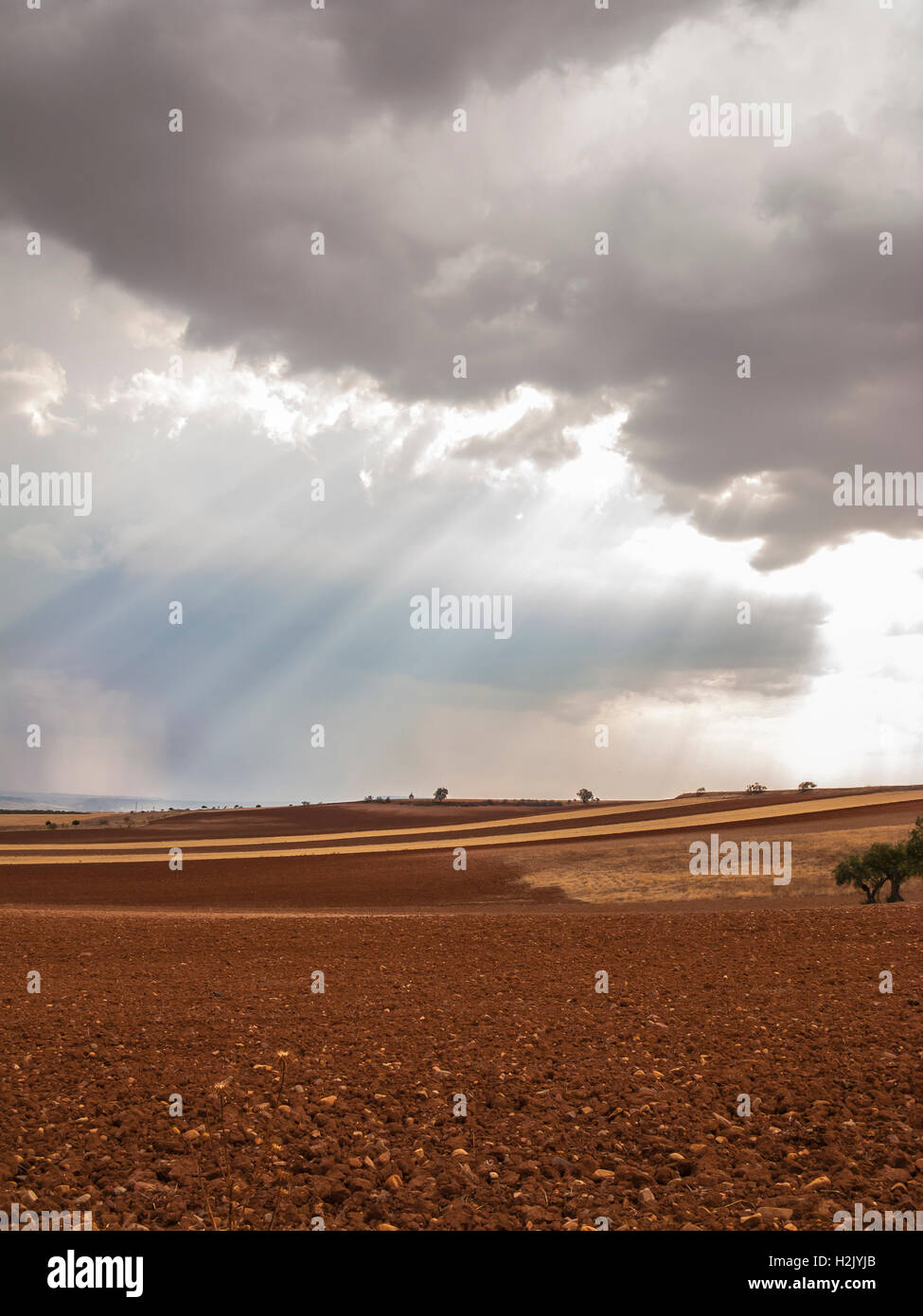 Olive-Feld, Greeny Landschaft alte blauen Himmel und Sonne, Spanisch Stockfoto