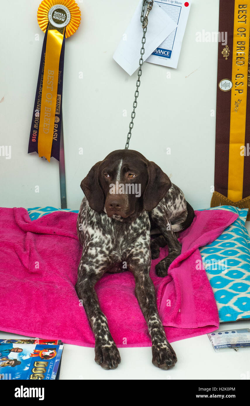 Preisgekrönte deutsche Phort-haired Pointer Hund auf der Royal Melbourne Show Stockfoto