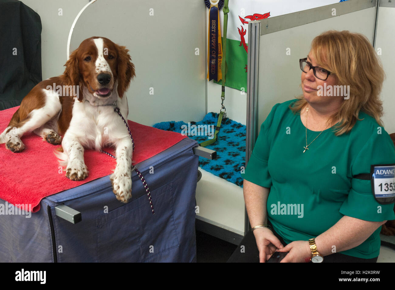 Eigentümer mit ihrem prämierten Welsh Springer Spaniel auf der Royal Melbourne Show Hund Stockfoto