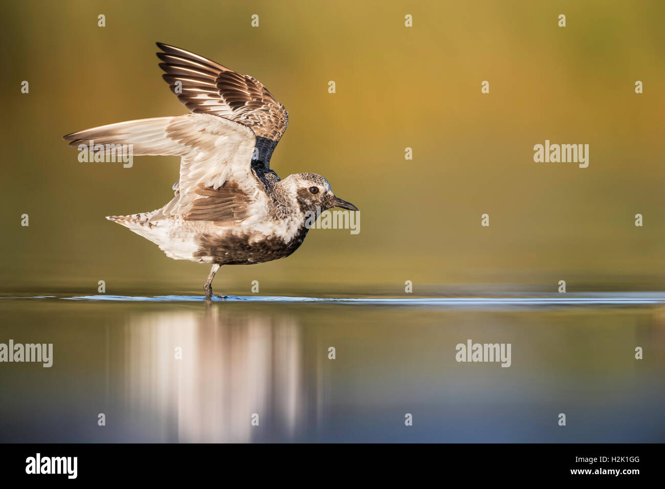 Häutung / ändern Zucht Gefieder schwarzbäuchigen Regenpfeifer heben seine Flügel und einen schwarzen Fleck unter der Achsel freilegen Stockfoto