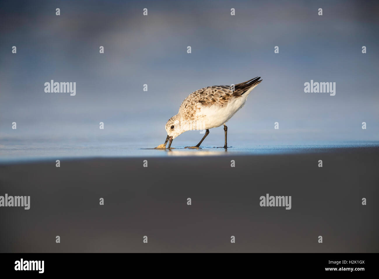 Sanderling Fütterung auf die zurückweichenden Flut entlang des Ufers am Strand Nickerson, Long Island, New York Stockfoto