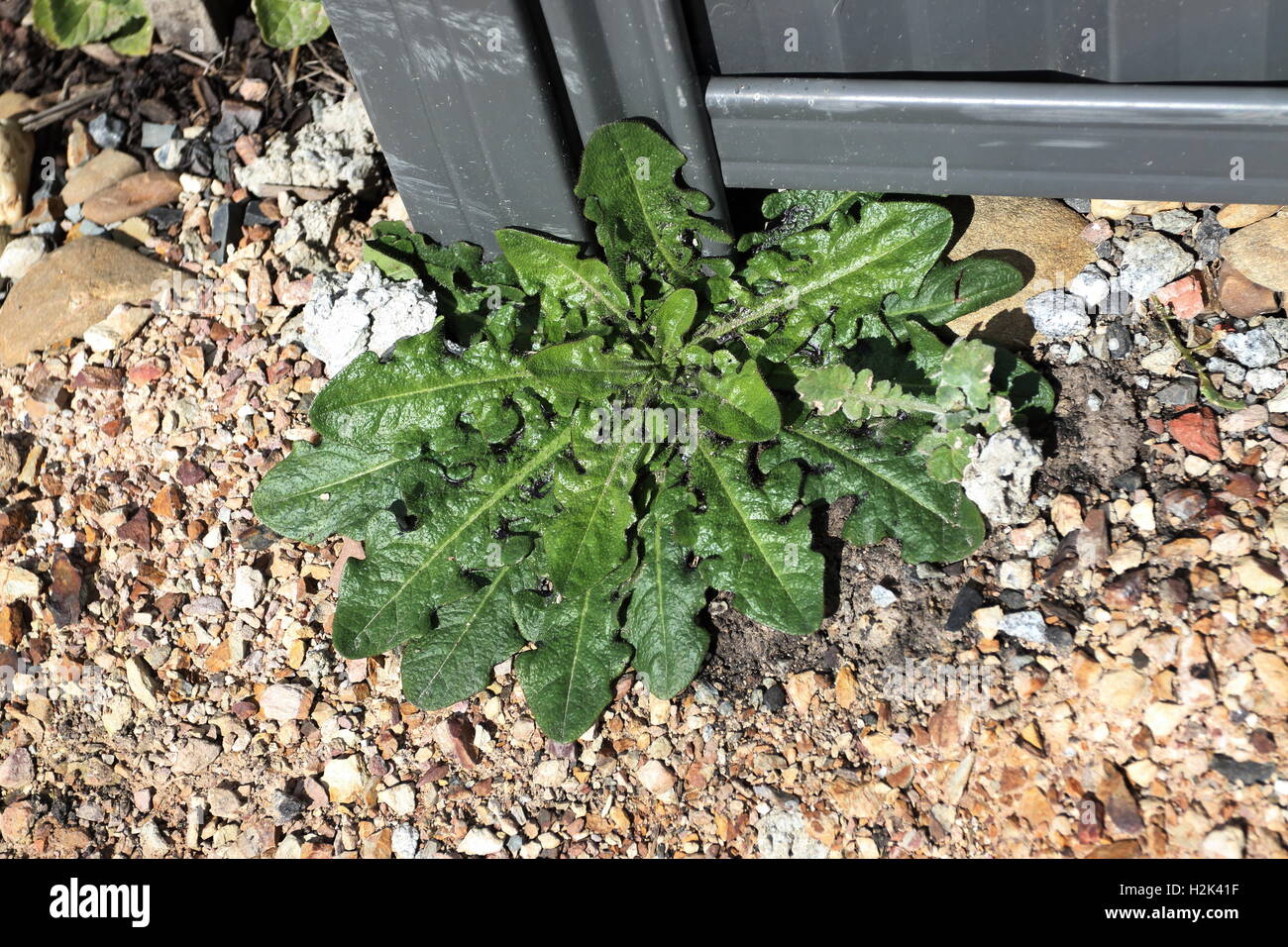 Gesund suchen Löwenzahn wächst wild in der Nähe von Metall-Zaun Stockfoto