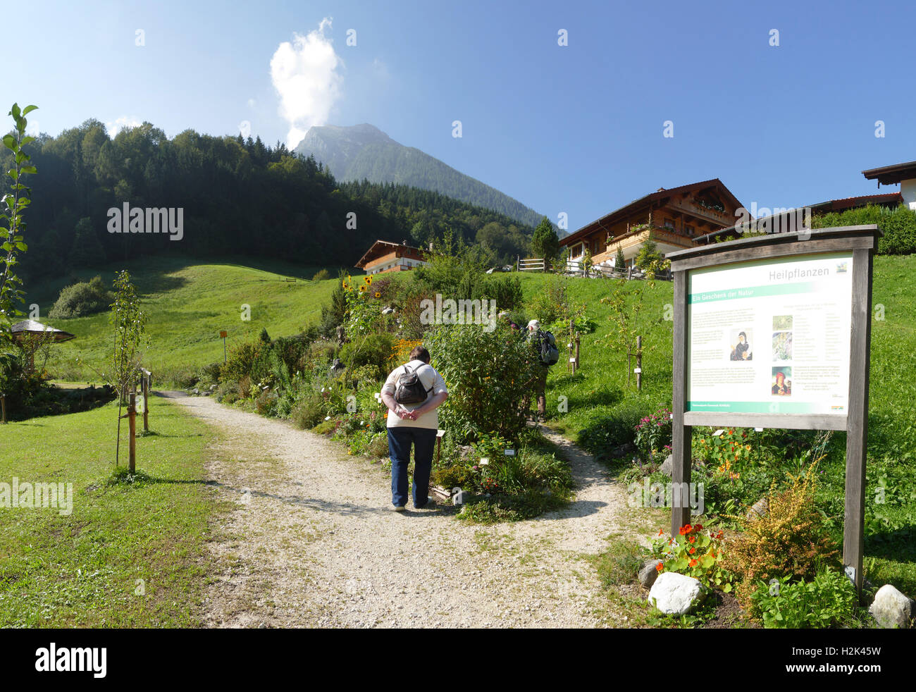 Bayern Berchtesgaden Nationalpark Ramsau medizinische Pflanze Kräutergarten Europa Deutschland Stockfoto