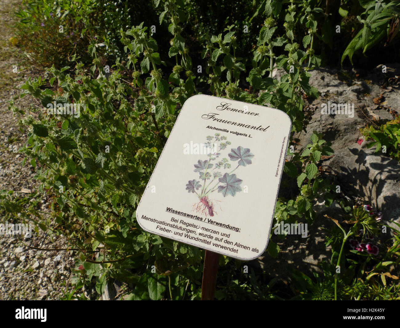 Bayern Berchtesgaden Nationalpark Ramsau medizinische Pflanze Kräutergarten Europa Deutschland Stockfoto