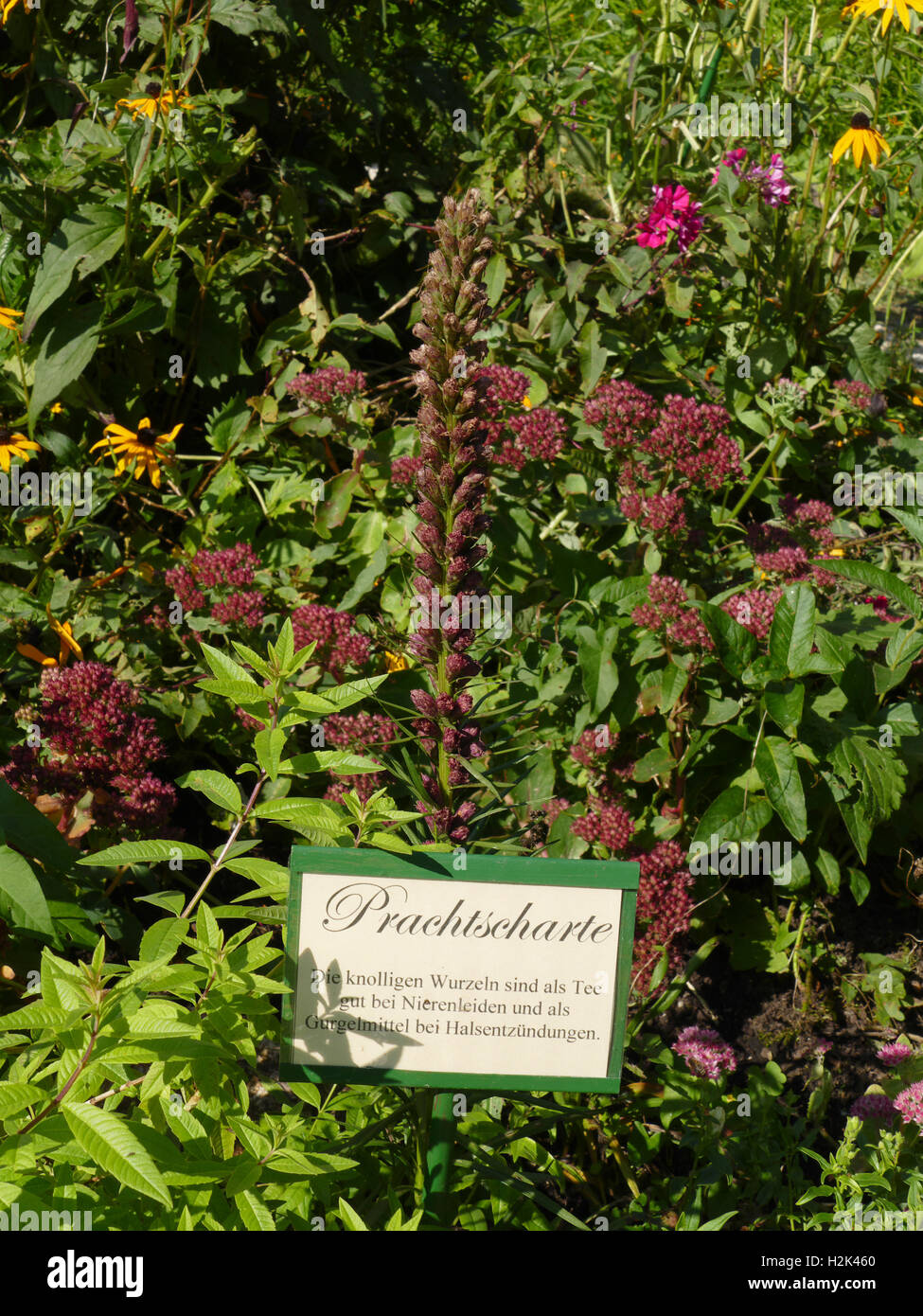 Bayern Berchtesgaden Nationalpark Ramsau medizinische Pflanze Kräutergarten Europa Deutschland Stockfoto