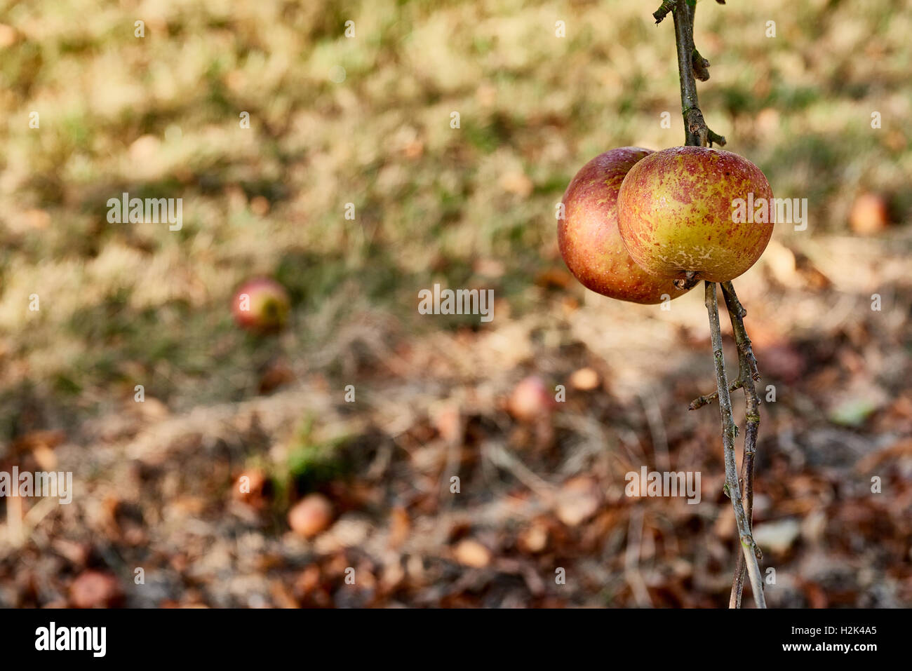 Reife, schöne natürliche Äpfel auf einem Ast eines Apfelbaums Stockfoto