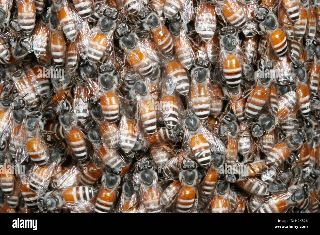 Wilde Zwerg-Honig-Bienen-Apis Florea in einer Kolonie unter einem Felsen Überhang, Wadi Sifini, Vereinigte Arabische Emirate Stockfoto