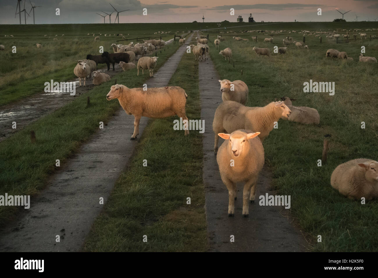 Schafe in einem Autoscheinwerfer, blockieren den Damm in die Hamburger Hallig, Reußenköge, Schleswig-Holstein, Deutschland Stockfoto
