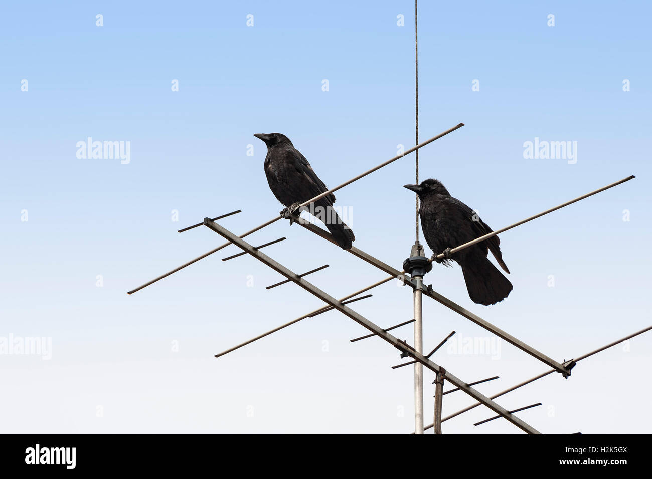 Zwei Saatkrähen (Corvus Frugilegus Frugilegus) sitzt auf einer Antenne, Bayern, Deutschland Stockfoto