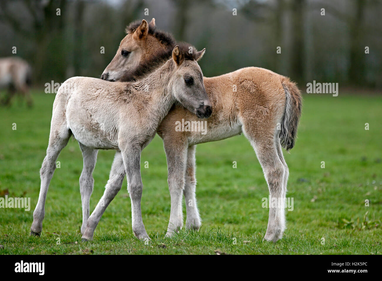 Dülmen Pony, zwei Fohlen, kuscheln, Dulmen, North Rhine-Westphalia, Deutschland Stockfoto