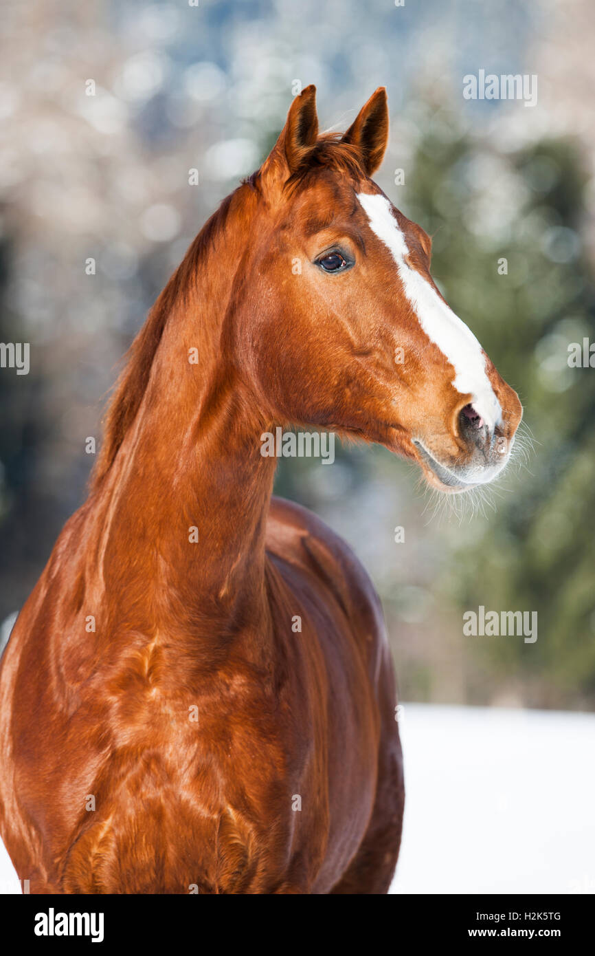 Hannoveraner Pferd mit braun rötlichen Fell, Schnee Hintergrund, Tirol, Österreich Stockfoto