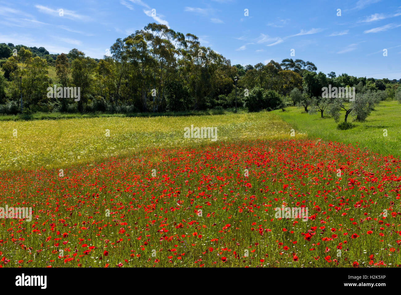 Typische grüne toskanische Landschaft mit Hügeln, Bäume, rote Mohnblumen und blau, bewölkten Himmel, Massa Marittima, Toskana, Italien Stockfoto