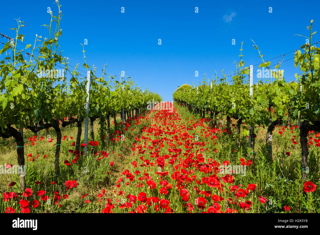 Typische grüne toskanische Landschaft im Val d ' Orcia mit Weingärten, Mohn und ein blauer Himmel, Ascianello, Toskana, Italien Stockfoto