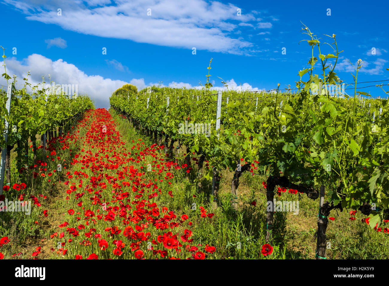 Typische grüne toskanische Landschaft im Val d ' Orcia mit Weingärten, Mohn und blauen bewölktem Himmel, Ascianello, Toskana, Italien Stockfoto