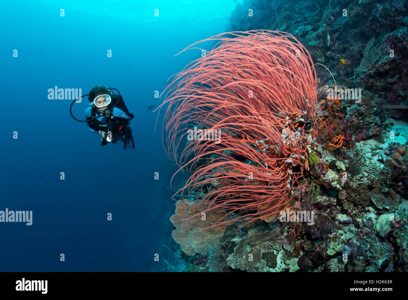 Anzeigen von roten Gorgonien, Gorgonien (Ellisella Ceratophyta) an der Steilwand des Korallenriffs, Wakatobi Insel Taucher Indonesieren Archipel Stockfoto