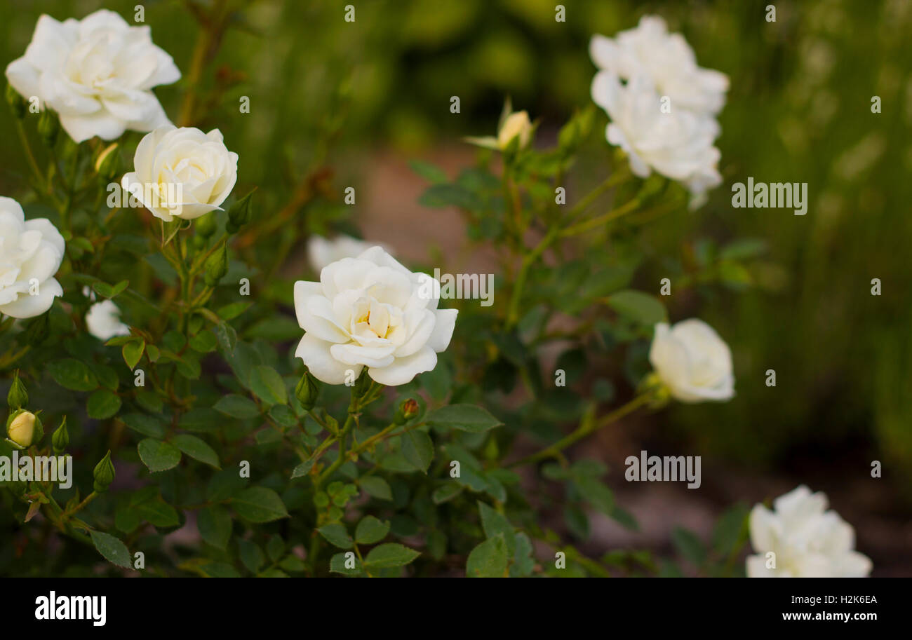 Kleine weiße Rosen Blumen im Sommer Garten Stockfotografie - Alamy
