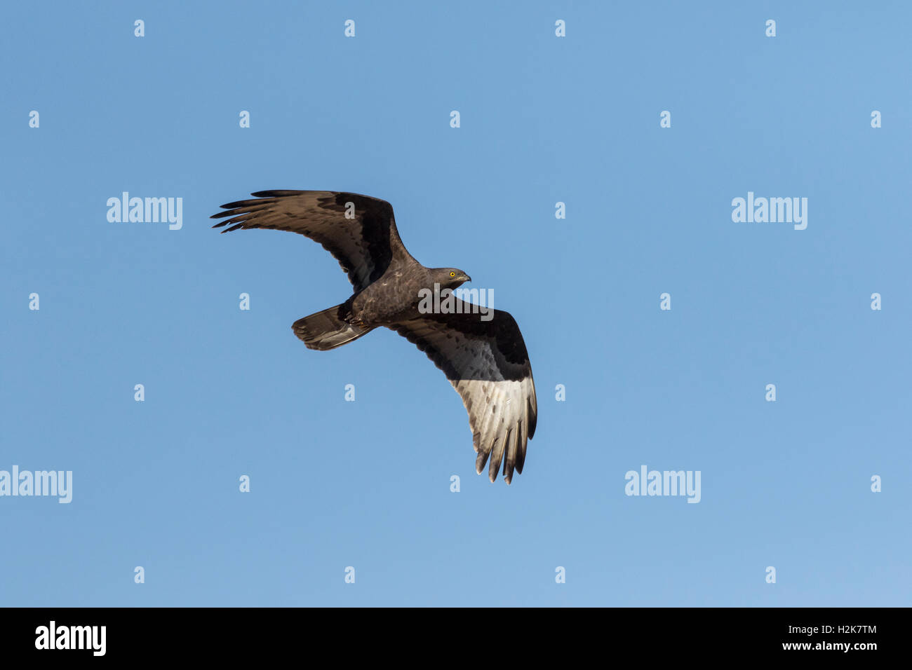 Einzelne dunkle Morph schwarzen Honig-Bussard Pernis Apivorus im Flug gegen blauen Himmel Stockfoto