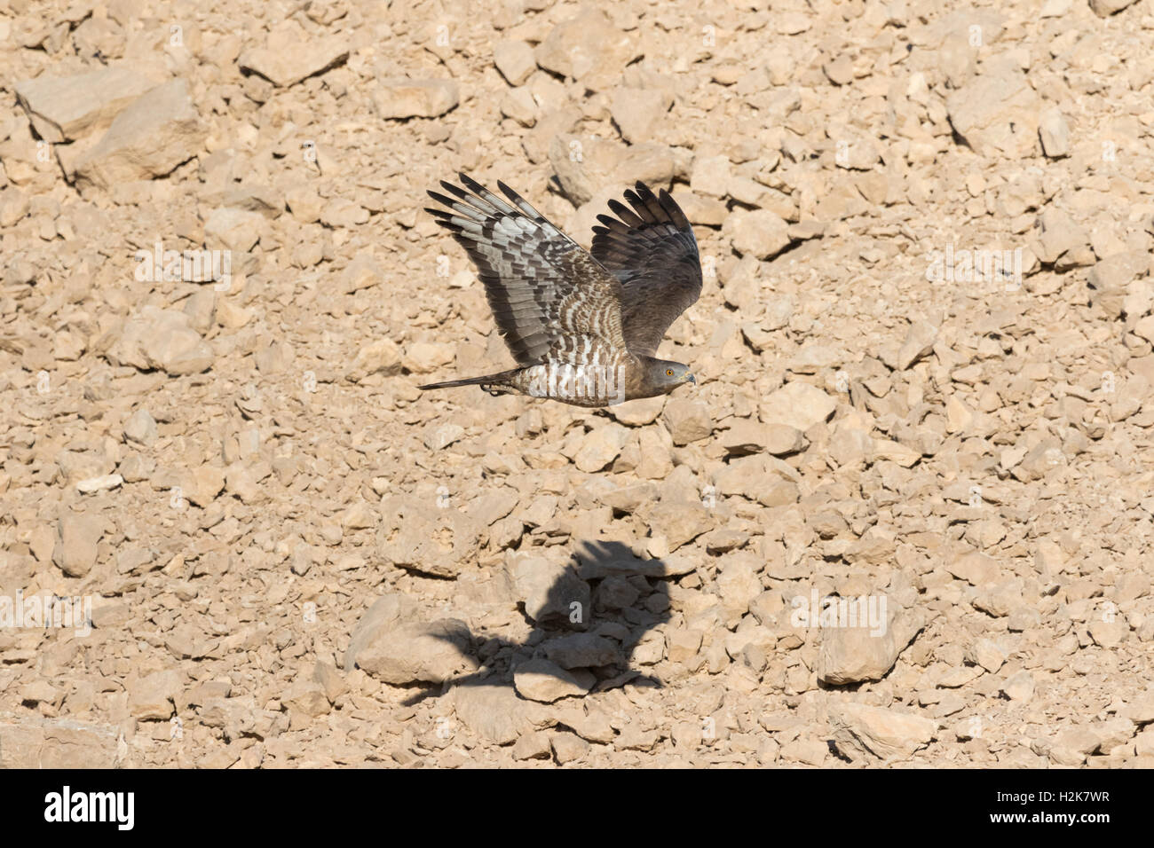 Hybrid-Honig x Crested Honig-Bussard Pernis Apivorus X ptiloryhnchus im Flug über Migration gegen Berge von Eilat, Israel Stockfoto