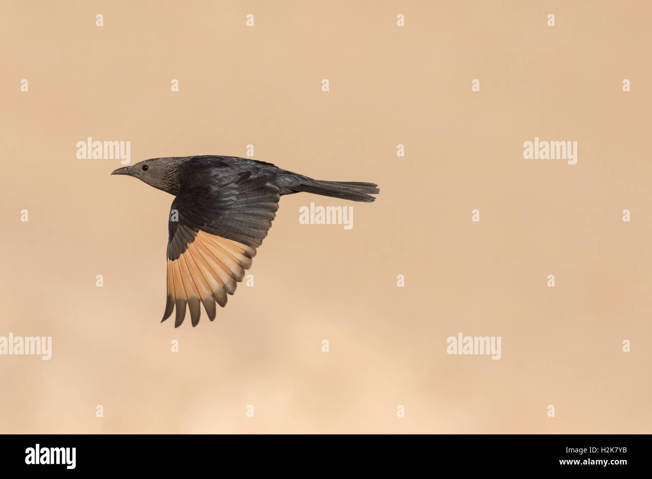 Tristram Starling Onychognathus Tristramii im Flug mit Flügel ausgestreckt, Eilat Bergen, Eilat, Israel Stockfoto