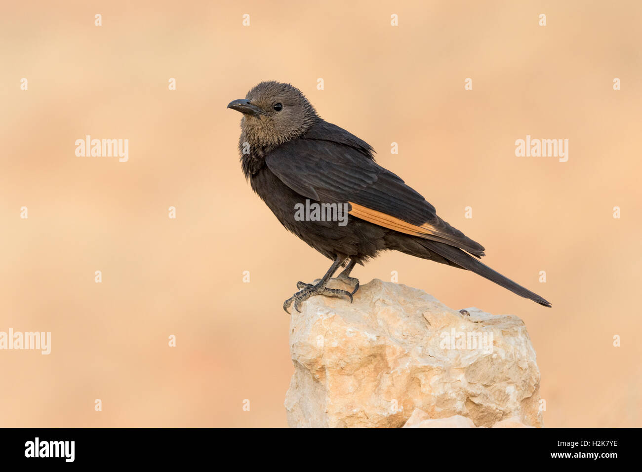 Weibliche Tristram Starling Onychognathus Tristramii thront auf Felsen gegen Gebirgshintergrund Stockfoto