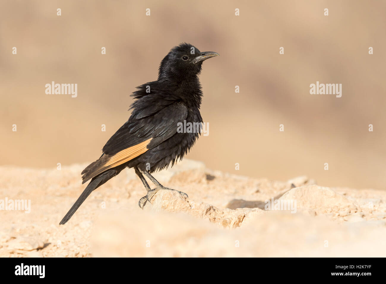 Männliche Tristram Starling Onychognathus Tristramii thront auf Felsen gegen Gebirgshintergrund Stockfoto