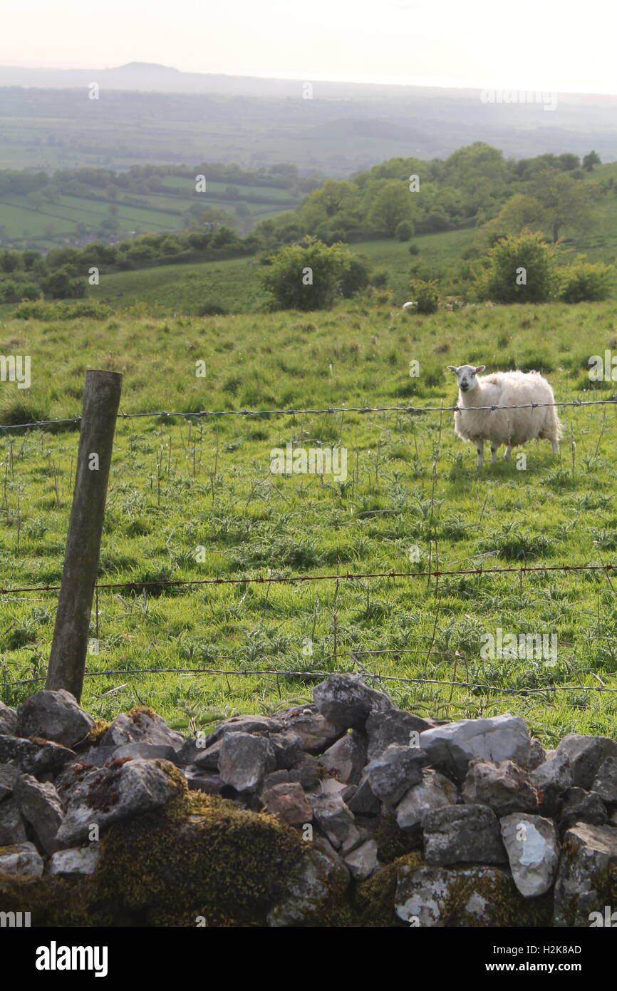 Ein Schaf in einem grünen Feld hinter einer grauen, steinerne Mauer und einem Stacheldraht Stockfoto