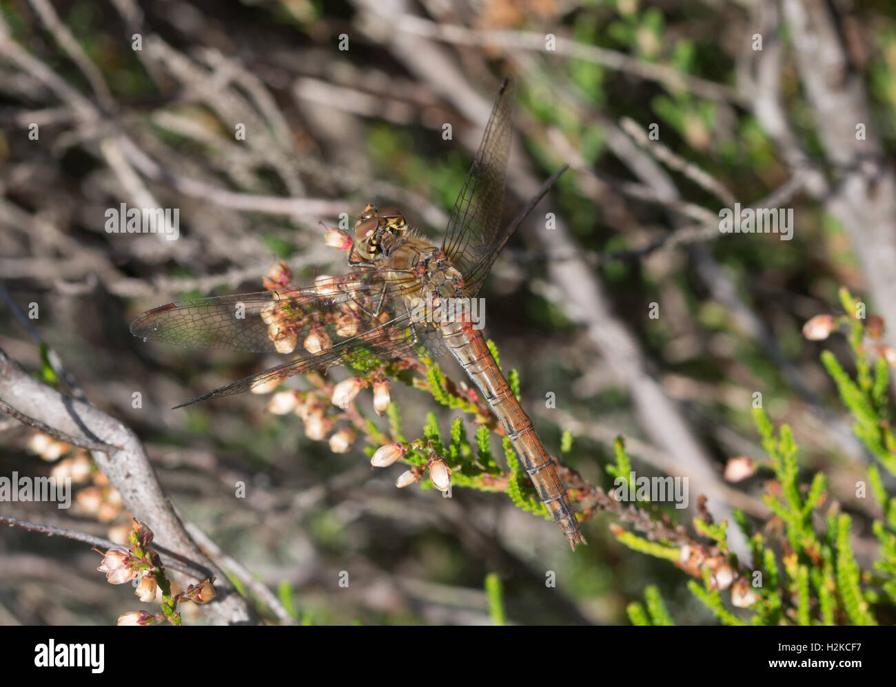 Weibliche ruddy Darter Libelle (Sympetrum Sanguineum) thront auf Heather in Surrey, England Stockfoto