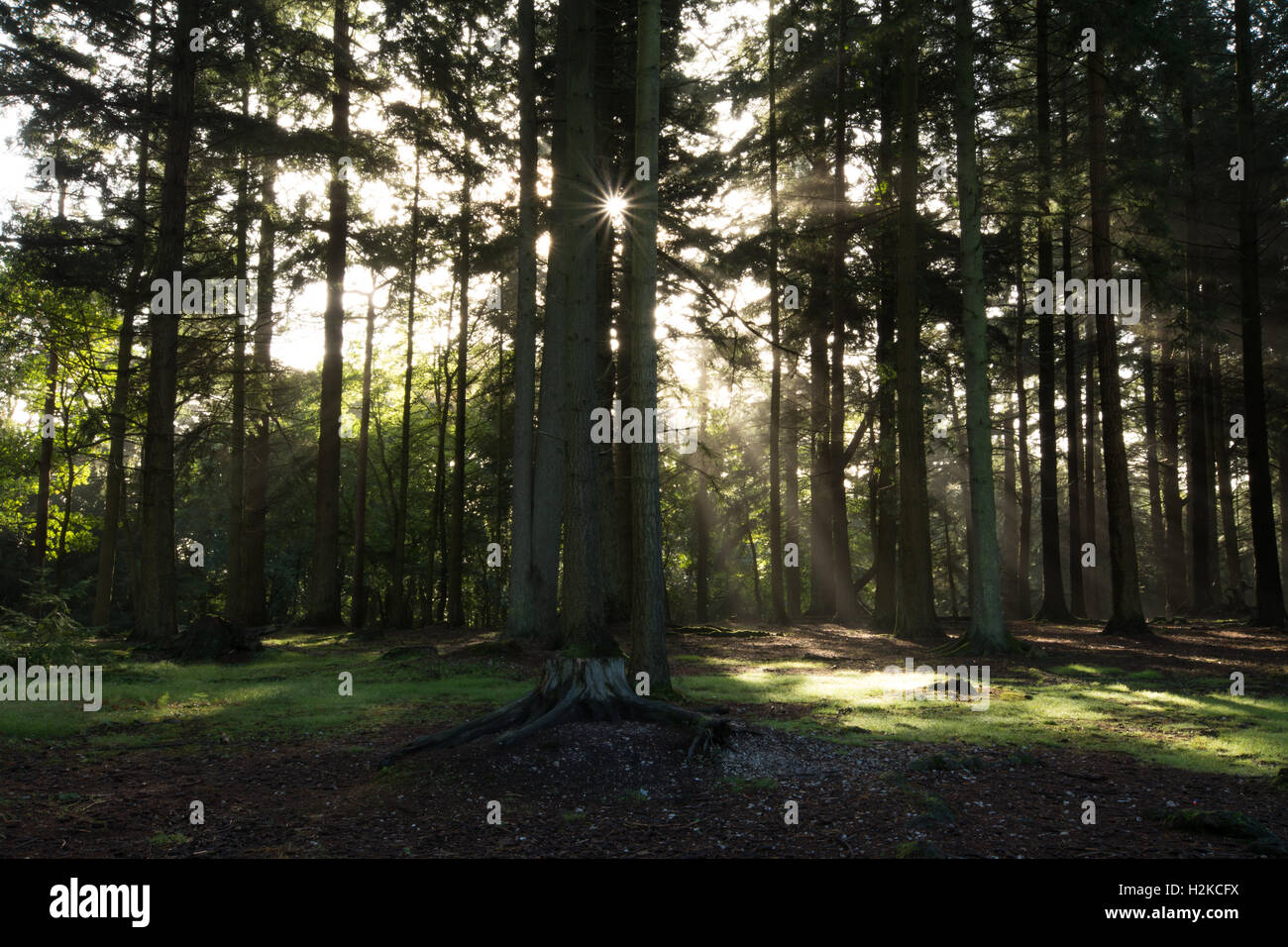 Strahlen der Morgensonne durch die Bäume im New Forest National Park in Hampshire, England Stockfoto