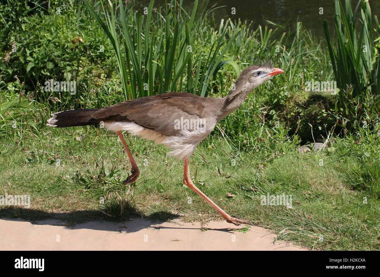 Schnell laufende rotbeinige Seriema oder crested Cariama (Cariama Cristata) Stockfoto