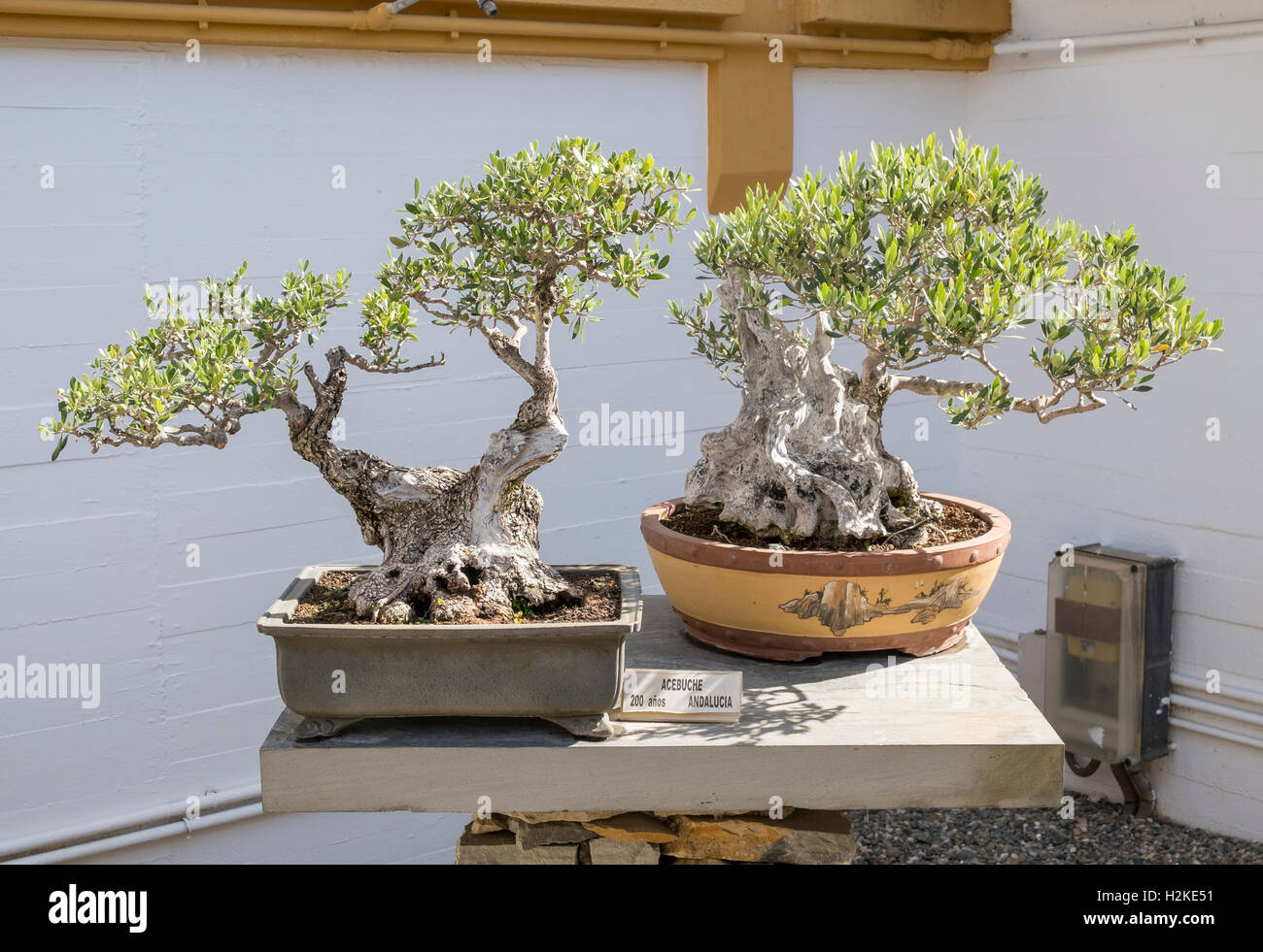 Bonsai olive -Fotos und -Bildmaterial in hoher Auflösung – Alamy