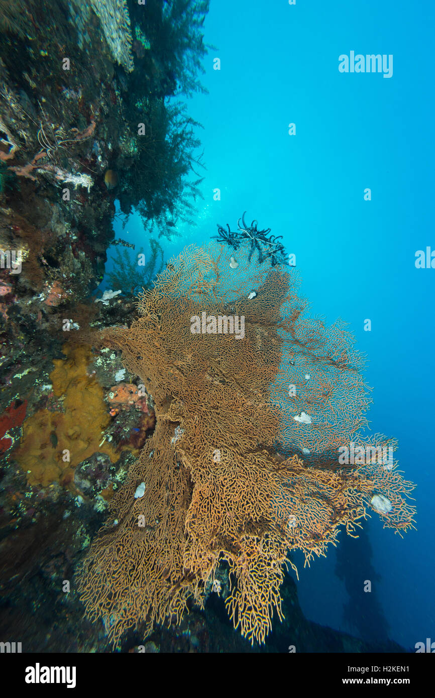 Coral Reef an USAT Liberty Wrack Stockfoto