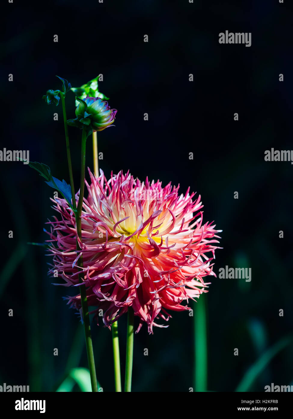 Blüte und Knospe einer roten Dahlien auf dunkel grünen Hintergrund Stockfoto
