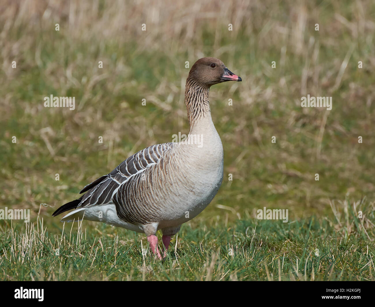 Pink-footed Goose zu Fuß auf den Boden in ihrem Lebensraum Stockfoto