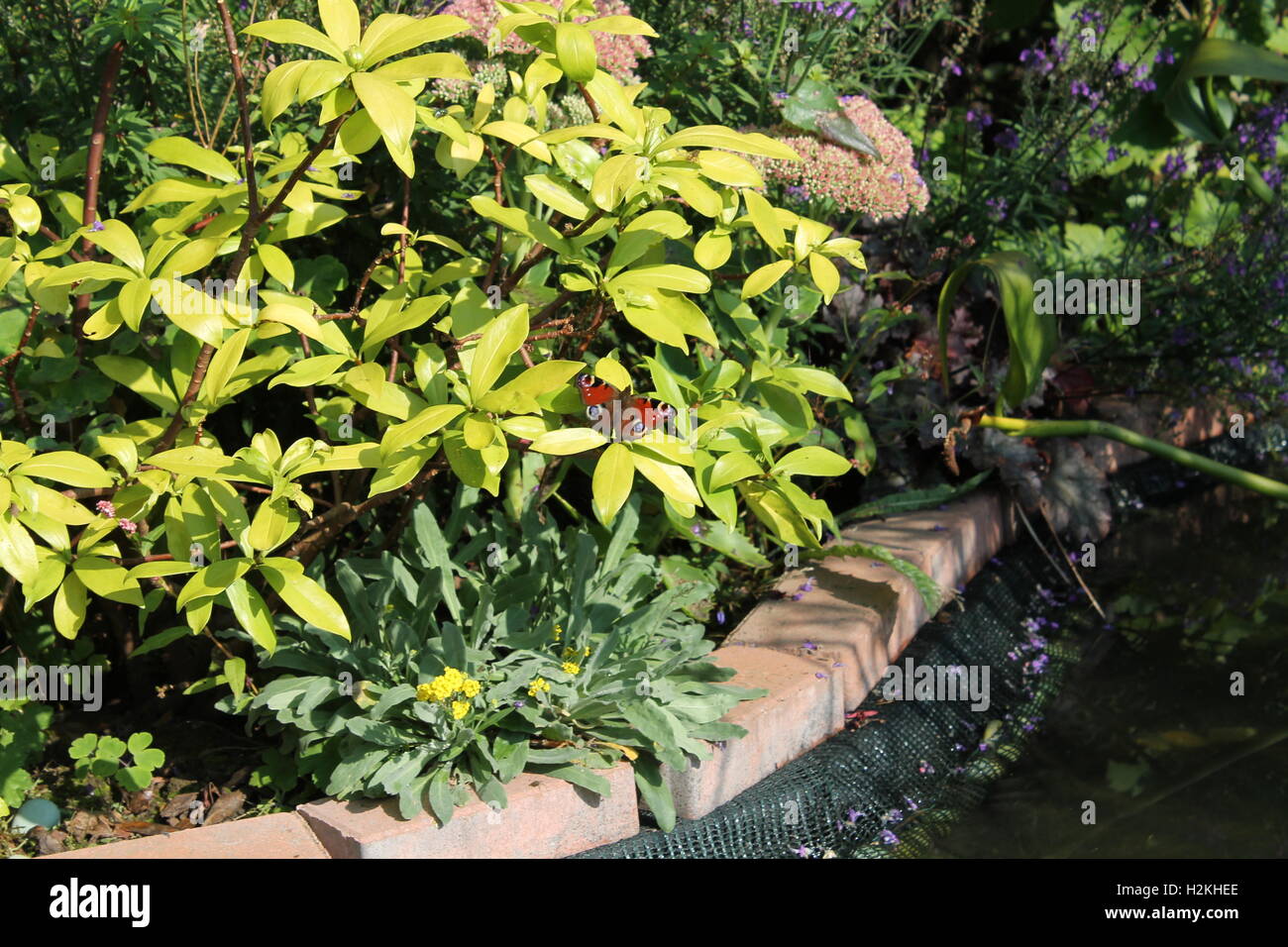 Rot Tagpfauenauge sitzt auf einem Blatt neben einem Gartenteich Stockfoto