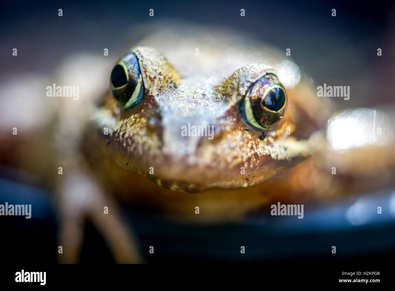 Sussex, UK. 28. September 2016. Einen gemeinsamen Garten Frosch in einem Garten in Sussex gestern; eine Studie veröffentlicht in dieser Woche in der biologischen Forschung Journal, Royal Society B deutet darauf hin, dass die Einführung von infizierten Tieren aus aquatischen Einzelhändler in Teichen oder bewegliche Arten zwischen den verschiedenen Teichen, spielt eine Rolle bei der Verbreitung der tödlichen Frosch Krankheit, Ranavirus, in ganz Großbritannien sein kann. Bildnachweis: Andrew Hasson/Alamy Live-Nachrichten Stockfoto