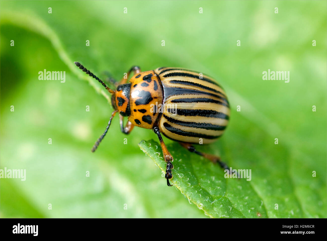 Kartoffelkaefer; Leptinotarsa; Decemlineata; Zehnstreifen; Schaedling Stockfoto