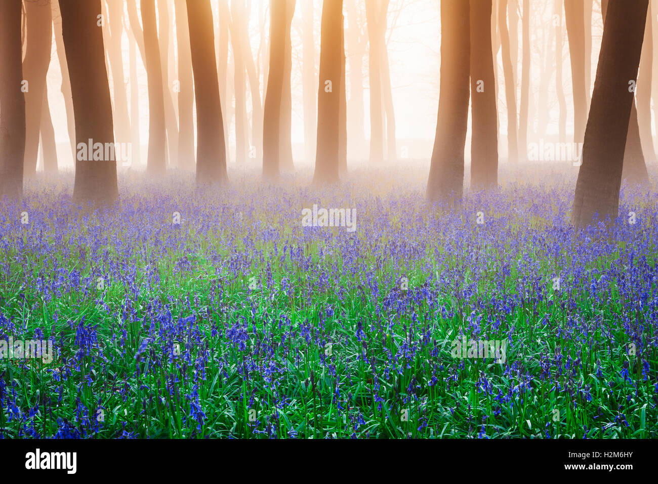 Bluebell Woods bei Sonnenaufgang. Stockfoto