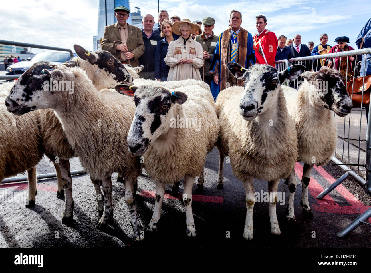 Worshipful Company der Woolmen des jährlichen Schafe fahren quer durch London Bridge, London, UK Stockfoto