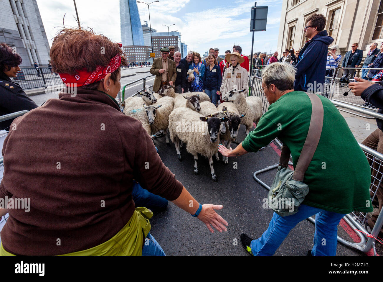 Worshipful Company der Woolmen des jährlichen Schafe fahren quer durch London Bridge, London, UK Stockfoto