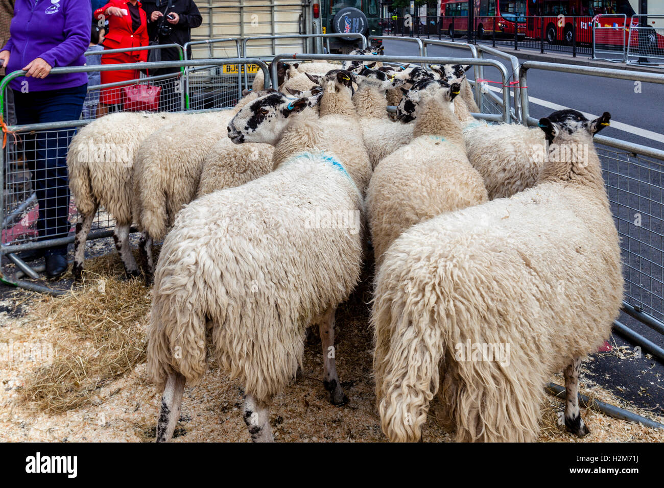 Schafe sind In einem Stift gehalten, vor der Teilnahme an der jährlichen Schafe Antrieb über London Bridge, London, UK Stockfoto
