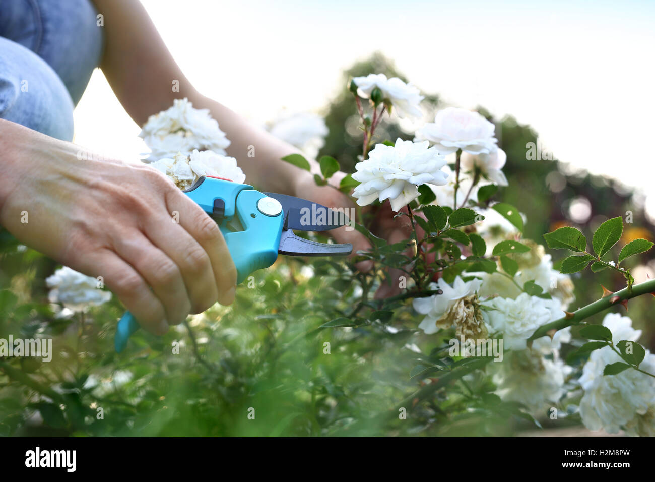 Beschneiden Rosen Bodendecker. Stockfoto